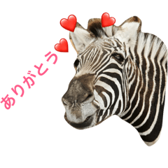 Animal zoo zoo