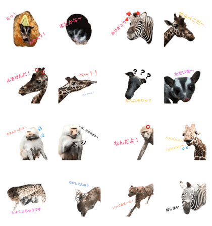 Animal zoo zoo