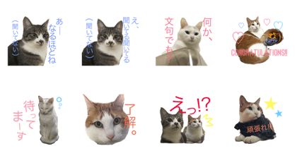 hgk-cat1