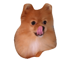 ポメラニアンのモコちゃん