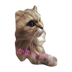 mewmeow