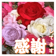 Greetings message of the rose_Assort3_J
