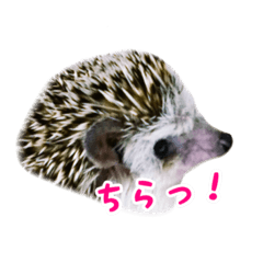 Hedgehog tweets