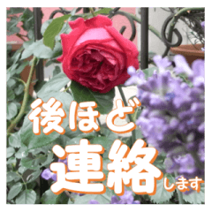 Greetings message of the rose_Assort4_J