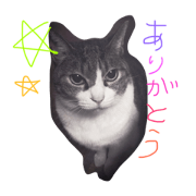 life with cats 1
