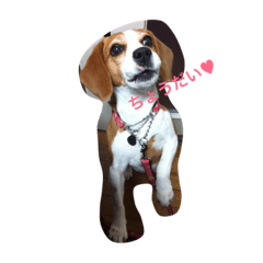 cherry_LOVE