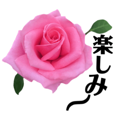 Aunt yasu' rose language  R3-3