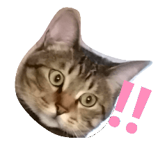 cat  1