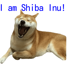 Shiba Inu is Let me also speak! 4