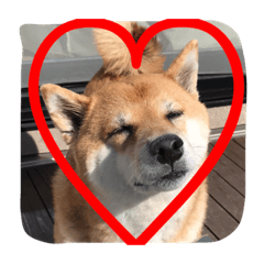 柴犬 まんまるラムちゃん Line スタンプ Line Store 柴犬 まんまるラムちゃん Line スタンプ Line Store