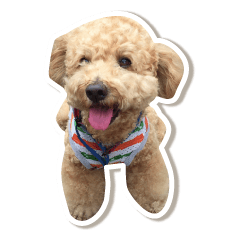 cute toy-poodle