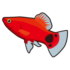 aquarium-tropical fish