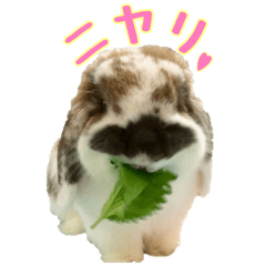 rabbit sticker mofuo [part2]
