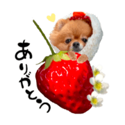 YURUFUDE PET Fruits mix with Mackey