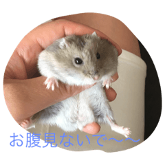 Hamstar