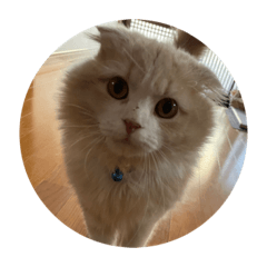 Ringo_20210425215229