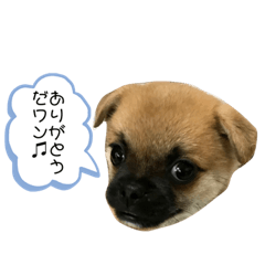 Qoo sticker 1