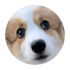 Corgi mumu 1