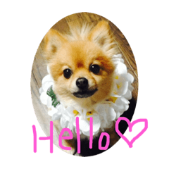 cherry_20210426084932