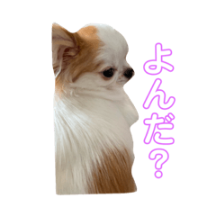 かわいいチワワ Line スタンプ Line Store