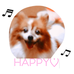 papillon!