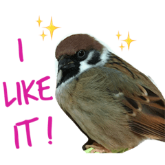 sparrow stickers