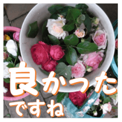 Greetings message of the rose_Assort8_J