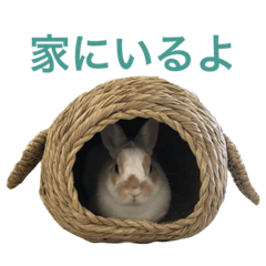 Cute rabbit Conito-san 2