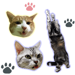 3cats photo stamps2