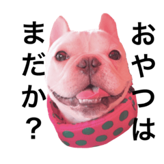 frenchbulldog-go