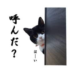 Hachiware cat Luna