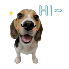 Beagle-Milu