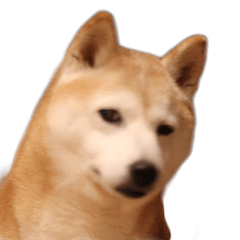 ShibaInu Sakura Thinking Face