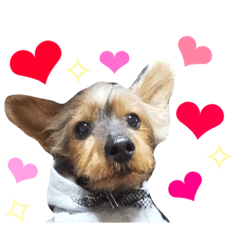 chocokun