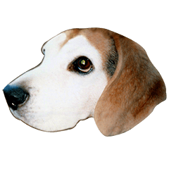 beagle__dog