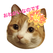 Happy World Happy World