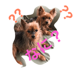 Yorkie-