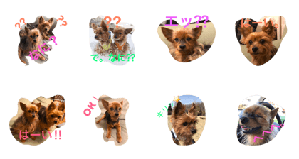 Yorkie-