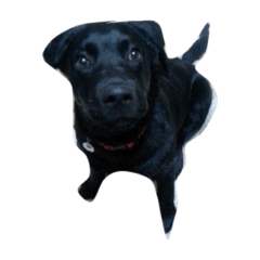 黒い犬 Line スタンプ Line Store