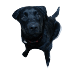 黒い犬 Line スタンプ Line Store 黒い犬 Line スタンプ Line Store