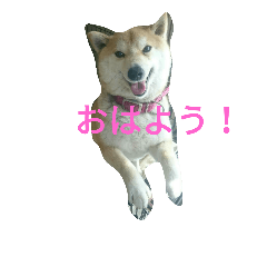 kohakuchansutanpu
