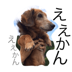 Mr. CHIP