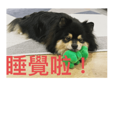 小白襪的日常1