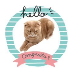 喵星人帥氣系列