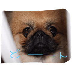 Big Face Tanu Line Stickers Line Store