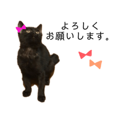 Nyanko_20210426205614