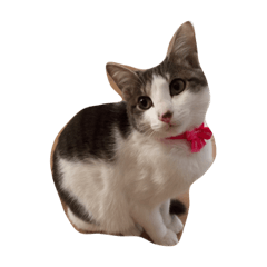 my cat sugar