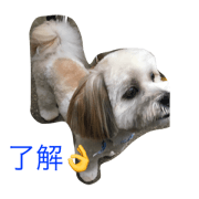 Very cute dog!