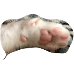 I am a Cat !!soft and squishy