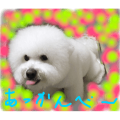 White-faced afro dog